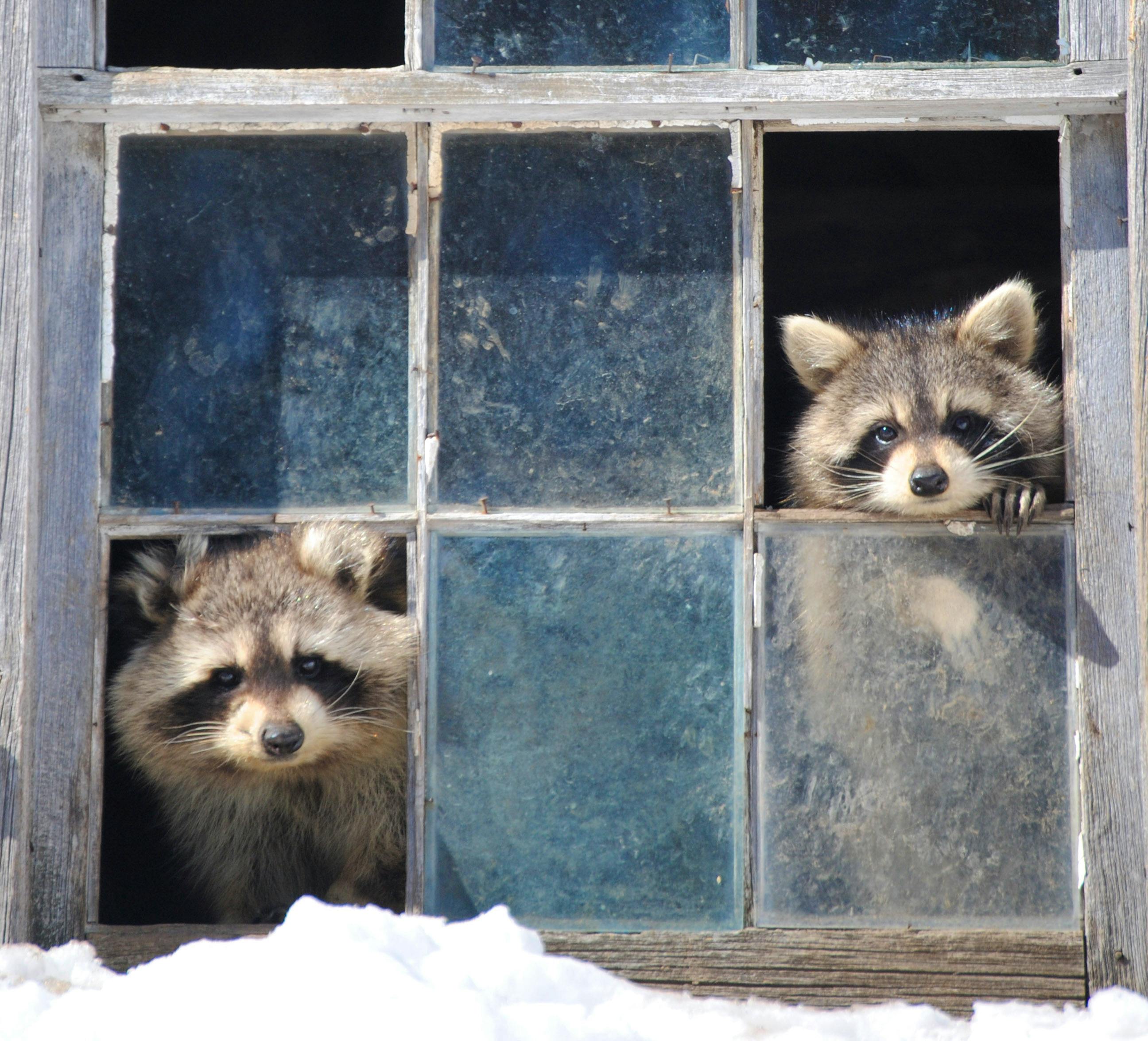 Raccoons Peeking Through Broken Window